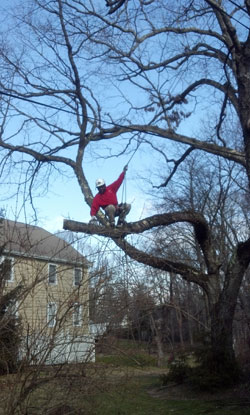 Tree Pruning